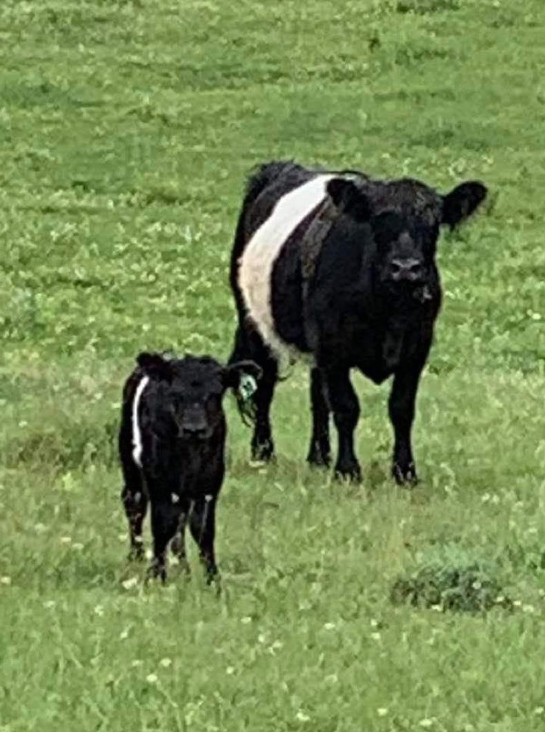 Black galloways at the hay rack. The field is snowy and there is a pine forest background