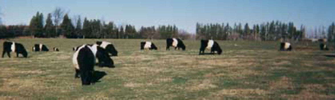 Photo of Belted Galloway cattle in a field with a pine forest in the background