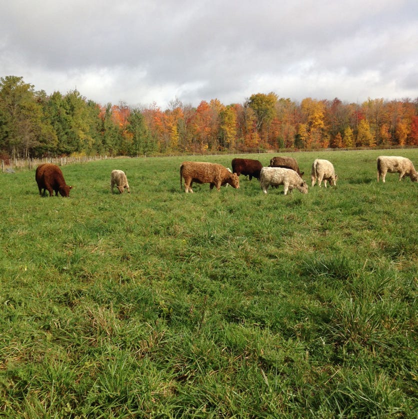 Herd of Galloway cown in a field with a forest background, It is autumn and the trees are starting to turn colour.