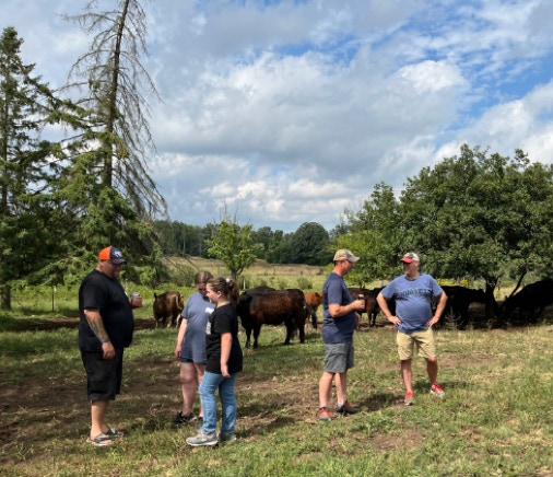 Two dun Galloways in a field with a background of pine trees