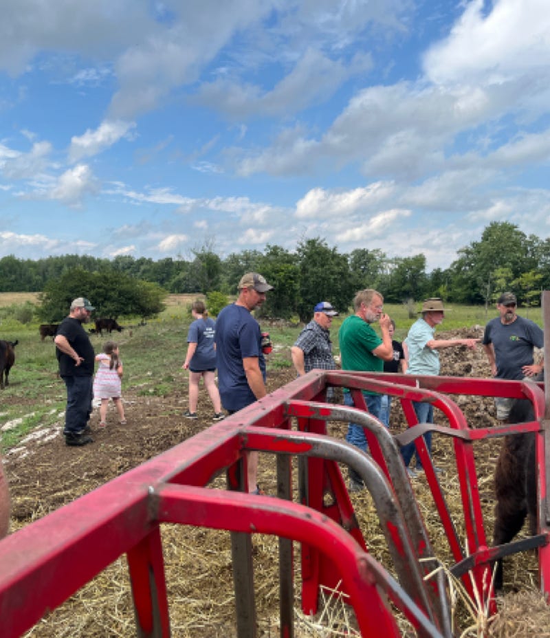 Canadian born black Galloway in a Dutch field