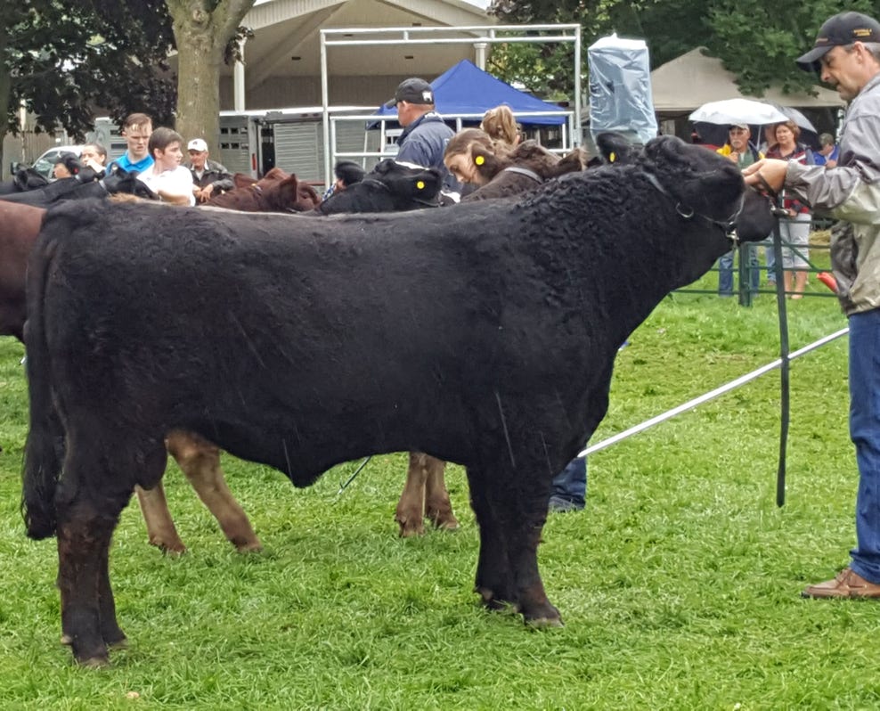 Black Galloway bull in an outdoor show ring